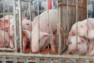 Giá lợn hơi tiếp tục hạ nhiệt các ngày sau Tết, thấp hơn cả giá lợn Trung Quốc