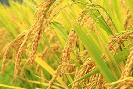 Giá lúa hôm nay giảm, giá gạo tăng, dự báo xu hướng mới nhất 