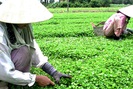 Loài cây mọc hoang khắp Việt Nam nay được “nâng tầm” thành thuốc quý chống trầm cảm
