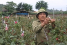 Lão nông bỏ trồng lúa sang trồng hoa hồng ở Lào Cai mang lại thu nhập cao