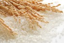 Giá lúa gạo hôm nay bật tăng trở lại
