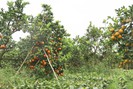 Phát triển cây ăn quả trên đất dốc theo hướng bền vững