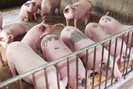 Thị trường miền Bắc - Trung - Đông giữ giá lợn hơi tốt nhất
