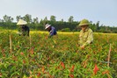Thuê đất trồng ớt, một cựu chiến binh ở Quảng Nam có thu nhập khá
