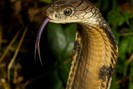 6 loài rắn độc nhất thế giới, loại thứ 2 Việt nam có rất nhiều