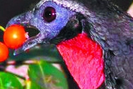 Loài chim lạ thải ra đặc sản có “1-0-2”, không ngờ giá tới 40 triệu