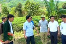 Hội Nông dân tỉnh Lào Cai: Mở lớp dạy trồng, khai thác, chế biến và bảo quản sản phẩm quế cho nông dân
