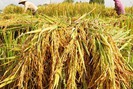 Philippines thành công bước đầu trong việc đa dạng hóa nguồn cung gạo, gạo Việt bị cạnh tranh hơn