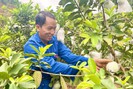 "Phù phép" cho bưởi và ổi ra hoa, đậu quả trái vụ, một nông dân ở Lào Cai lãi gần nửa tỷ/năm