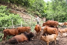 Phát triển chăn nuôi bền vững, từng bước nâng cao thu nhập cho nông dân vùng cao Bắc Yên 