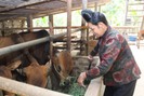 Nông dân Thuận Châu khai thác tiềm năng, lợi thế của địa phương để phát triển kinh tế