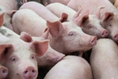 Giá lợn hơi kéo dài đà tăng, đỉnh mới đã lên tới 67.000 đồng/kg
