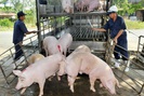 Mức giá 67.000 đồng/kg lợn hơi lan rộng ra nhiều tỉnh phía Bắc, người nuôi lãi gần 30%