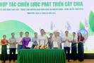 Lai Châu: Than Uyên ký kết hợp tác chiến lược phát triển cây Chia