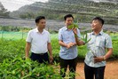 Hội viên, nông dân Lào Cai thăm quan, học tập mô hình phát triển kinh tế ở Xuân Quang