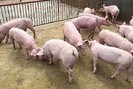 Giá lợn hơi biến động nhẹ, miền Bắc mất mốc 70.000 đồng/kg, miền Nam tăng đồng loạt nhiều tỉnh