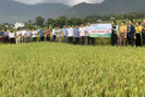 Lai Châu: Triển vọng từ giống lúa lai chất lượng cao ở Than Uyên