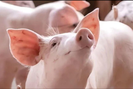 Giá lợn hơi đứng ở mức cao, người chăn nuôi vẫn e ngại tái đàn