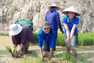 Xúc động hình ảnh tuổi trẻ huyện Mường Tè bì bõm lội ruộng cấy lúa giúp dân