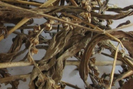 Loài cây dại ven đường ai ngờ lại là thảo dược quý của người dân Việt Nam