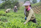 Nông dân vùng cao biên giới Lào Cai vào vụ thu hoạch chè