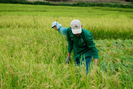 Lai Châu: Vụ lúa Đông Xuân được mùa, được giá, nông dân Nậm Nhùn phấn khởi