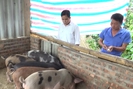 Vaccine dịch tả lợn châu Phi - giải pháp chủ động bảo vệ đàn lợn ở vùng cao Sơn La