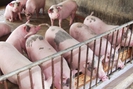 Giá lợn hơi giảm, lợn đẹp vẫn được giao dịch ở mức cao, người nuôi lợn nhỏ lẻ bắt đầu lo về tương lai