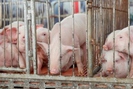 Giá lợn hơi biến động giảm ở miền Tây, lo dịch bệnh dân thận trọng tái đàn
