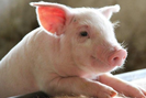 Thị trường lợn hơi toàn quốc bị đe doạ bởi dịch bệnh, nhiều nơi giảm giá
