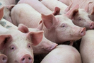 Giá lợn hơi đồng loạt giảm, 'ông lớn' chăn nuôi CP cũng hạ giá lợn