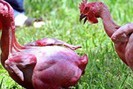 Kỳ lạ giống gà không lông độc nhất vô nhị trên thế giới