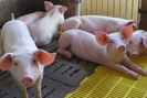 Giá lợn hơi biến động trái chiều, không còn tỉnh nào có mức giá 70.000 đồng/kg