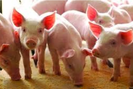 Giá lợn hơi tăng trở lại, nhiều tỉnh ở miền Bắc và miền Tây lấy lại mốc giá 70.000 đồng/kg