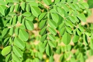 Loài cây thế giới ví như "vàng xanh" hóa ra lại mọc dại đầy ở Việt Nam