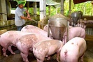 Giá lợn hơi hôm nay đồng loạt giảm, nguy cơ lây lan dịch bệnh chưa dứt