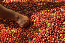 Chuyên gia cảnh báo tình trạng người trồng cà phê chạy theo lợi nhuận nhất thời