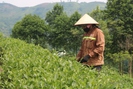 Cây chè giúp nông dân Lào Cai nâng cao thu nhập
