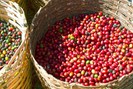 Giá cà phê đồng loạt tăng, Gia Lai đẩy giá cà phê cao ngang Đắk Lắk