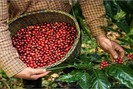 Đắk Nông đang thu mua cà phê với giá cao nhất, vượt trên tất cả các tỉnh ở Tây Nguyên