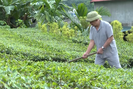 Lão nông U70 ở Lào Cai thu nửa tỷ mỗi năm từ mô hình kinh tế tổng hợp