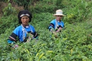 Lào Cai: Đưa thương hiệu ớt bản địa Mường Khương vươn xa