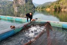 Lai Châu: Nông dân Than Uyên khấm khá từ nghề nuôi cá lồng trên lòng hồ thủy điện