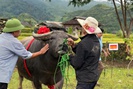 “Hoàng tử trâu” - cuộc thi độc lạ trên vùng cao Ngọc Chiến