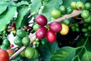 Robusta tụt dốc khi thiếu vắng hoạt động giao dịch, cà phê trong nước cũng đi xuống