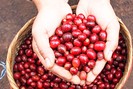 Robusta hồi phục, giá cà phê trong nước quay đầu tăng, Đắk Nông có giá cao nhất hôm nay 