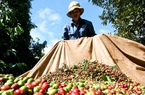 Giá nông sản hôm nay 30/10: Hồ tiêu khó bứt phá, giá cà phê rơi rớt