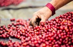 Giá nông sản hôm nay: Hồ tiêu chao đảo, giá cà phê bất ngờ giảm mạnh