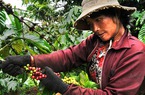 Giá nông sản hôm nay 02/11: Cà phê giảm gần 1 triệu đồng/tấn, đầu cơ tiếp tục bán tháo