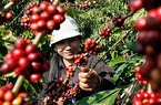Giá nông sản hôm nay 04/11: Cà phê quay đầu giảm 600 đồng/kg, nên bán hay trữ hàng đợi giá?